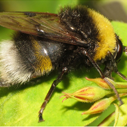 Pocota personata
